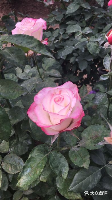 人民公园(罗湖区)图片