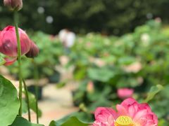 -莲花池公园