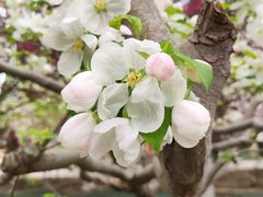 -海棠花溪(元大都城垣遗址公园)