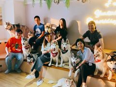 -Husky Go! 哈士奇体验馆·宠物咖啡厅狗咖