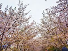 -高东镇樱花园