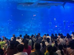 -烟台海昌鲸鲨海洋公园