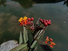 -中国科学院华南植物园