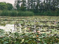 -上海长兴岛郊野公园