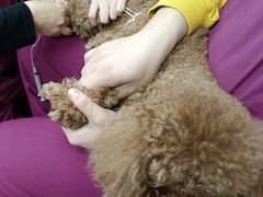 -美联众合动物医院·24h转诊中心