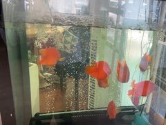 -花舍·新派粤菜·西餐·下午茶(亚运村·鸟巢店)