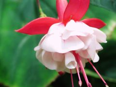 -国家植物园