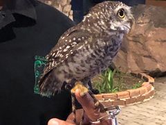 -清迈夜间动物园