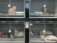 -翊宠yipet猫狗购宠庄园犬舍•猫舍