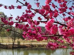 -黄陂区野村谷景区