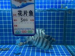 -阿军排档·烧烤