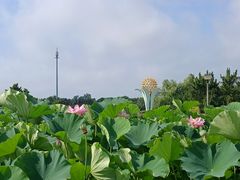 -鉴湖国家城市湿地公园