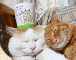 罗曼司婚纱摄影会馆-罗曼司婚纱摄影会馆(瀚威城市中心店)