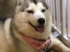 -Husky Go! 哈士奇体验馆·宠物咖啡厅狗咖