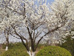 -永定河休闲森林公园