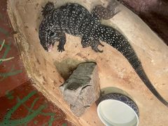 -上海大自然野生昆虫馆(东方明珠·爬宠昆虫探索中心)