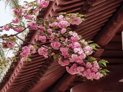 -西安青龙寺遗址景区