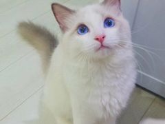 -喵的天空名猫咖啡馆·撸猫·猫舍·用品