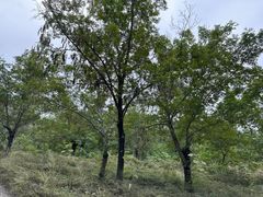 -绿堤公园