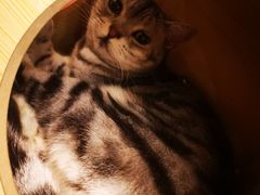 -猫友咖啡店(玉林西路店)