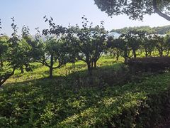 -昆山国家农业示范区大唐生态园-售票