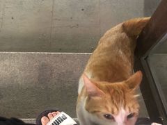 -中环花鸟鱼虫市场