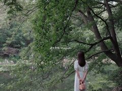 -灵谷景区
