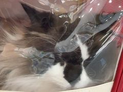 -瑞鹏宠物医院·微创内窥镜·骨外科·牙科(翠竹分院)