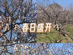 -香雪海