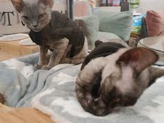 -袖虎·猫馆(体育西路店)