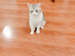 -猫小院猫主题咖啡厅(北锣店)