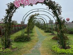 -荷兰花海