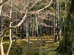 -西芳寺(苔寺)
