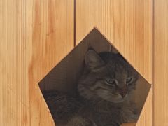 -青藏高原野生动物园