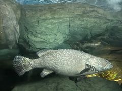 -上海海洋水族馆