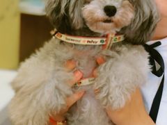 -志龙皇冠吃货椰子铺