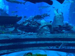 -亚特兰蒂斯•OSSIANO奥西亚诺海底餐厅