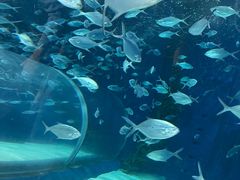 -上海海洋水族馆