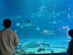 -烟台海昌鲸鲨海洋公园