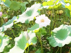 -荷塘月色湿地公园·向阳花洲