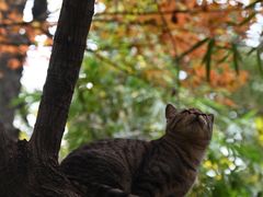 -西园寺素食(西园弄戒幢律寺店)
