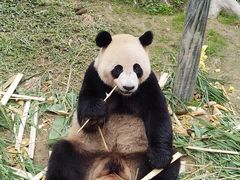 -广州长隆野生动物世界