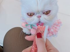 -怪兽屋·羊驼·猫咖·狗咖(俊华广场店)