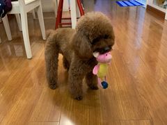 -爱侣宠医·鹦鹉专科·小型哺乳类·异宠专科(灵石路店)