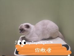 -藏猫猫咖啡主题馆(中央大道店)