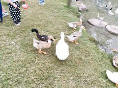 -前小桔亲子创意农场·草莓采摘·露营烧烤