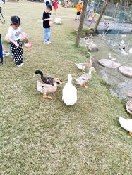 -前小桔亲子创意农场·草莓采摘·露营烧烤