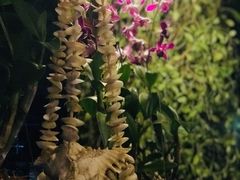 -自然餐厅(Phuket)