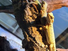 -酷以爬仙阁实体爬宠店·守宫·蜥蜴·专业繁育