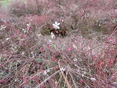 -汉长安城未央宫国家考古遗址公园